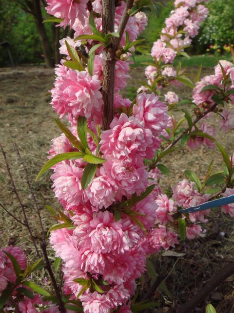 Prunus glandulosa 'Sinensis' P6